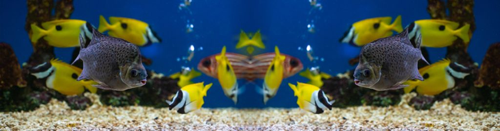 Fish Aquarium