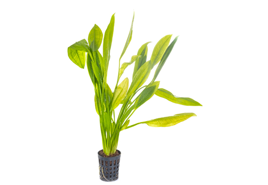 "Beautiful green color Amazon sword plant"