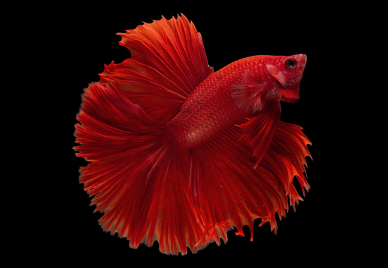 "A  beautiful red color betta fish"