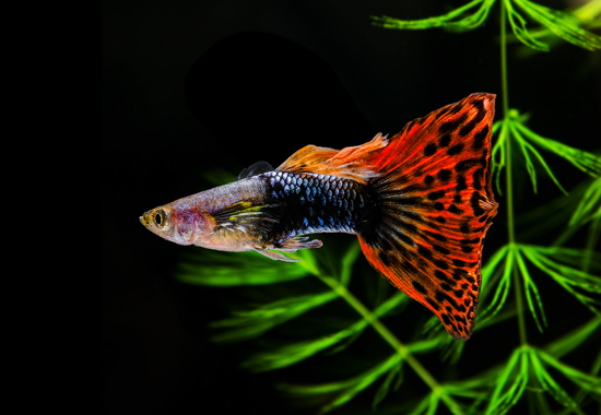"Guppies fish with green background"