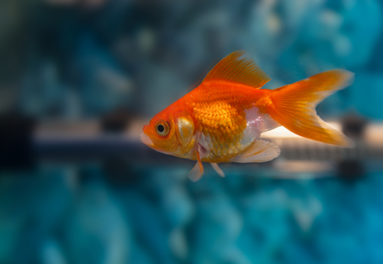 "A Beautiful gold fish in white and orange color"