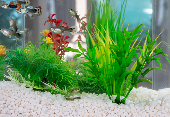Gravel and green plants for fast fish growth