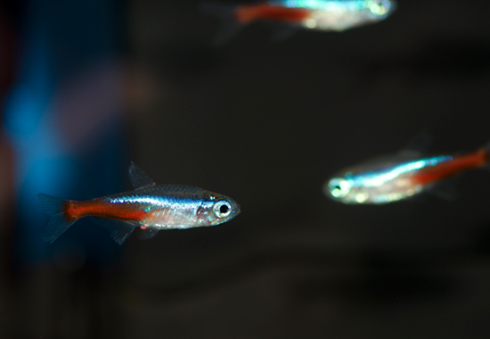 "Glow light Tetra fishes in happy mood"