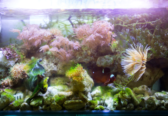 why algae grow in fish tank