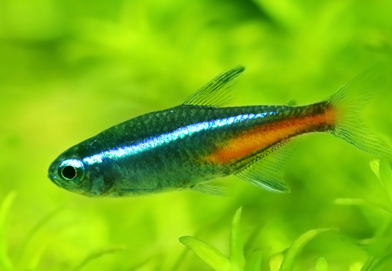 Happy Neon tetra fish