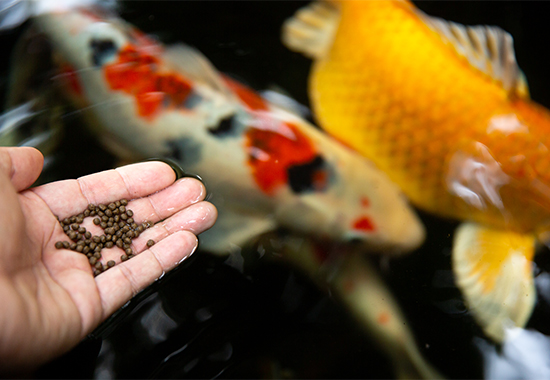 Tetra fish feeding routine